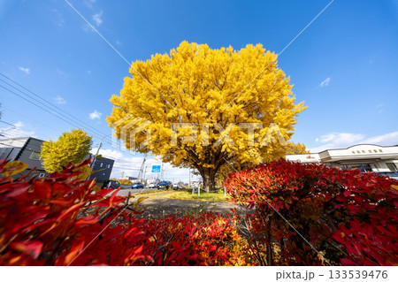 北海道　札幌　篠路　紅葉　黄葉　秋　銀杏　龍雲寺　 133539476