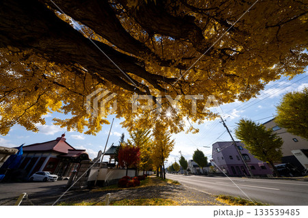 北海道 札幌 篠路 紅葉 黄葉 秋 銀杏 龍雲寺 北海道 札幌 篠路 紅葉 黄葉 秋 銀杏 龍雲寺 133539485