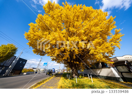 北海道 札幌 篠路 紅葉 黄葉 秋 銀杏 龍雲寺 北海道 札幌 篠路 紅葉 黄葉 秋 銀杏 龍雲寺 133539486