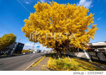 北海道 札幌 篠路 紅葉 黄葉 秋 銀杏 龍雲寺 北海道 札幌 篠路 紅葉 黄葉 秋 銀杏 龍雲寺 133539487