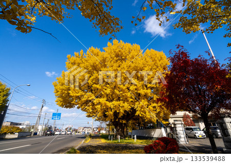 北海道　札幌　篠路　紅葉　黄葉　秋　銀杏　龍雲寺　 133539488