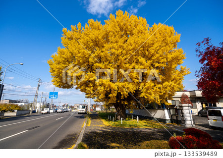 北海道　札幌　篠路　紅葉　黄葉　秋　銀杏　龍雲寺　 133539489