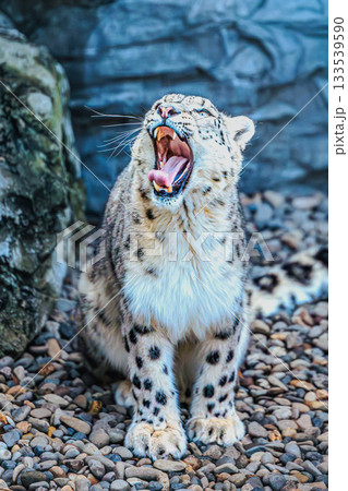 鋭い眼差しのユキヒョウ（Snow Leopard） 133539590