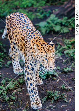 しなやかな野生動物、アムールヒョウの姿 133539593