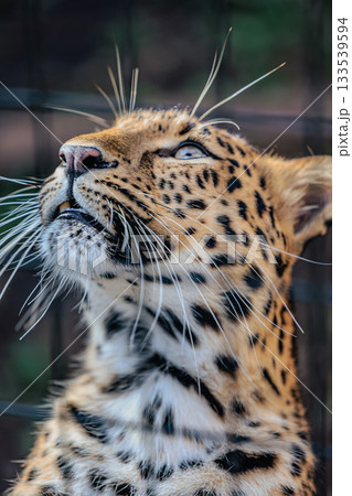 威厳漂うアムールヒョウの瞬間（動物園フォト） 133539594
