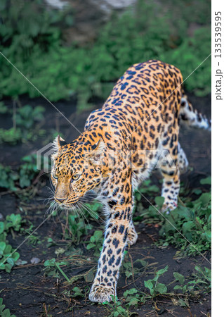 美しいアムールヒョウの歩みと鋭い眼差し 133539595