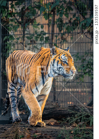 鋭い眼差しのアムールトラ｜北海道・旭山動物園 133539597