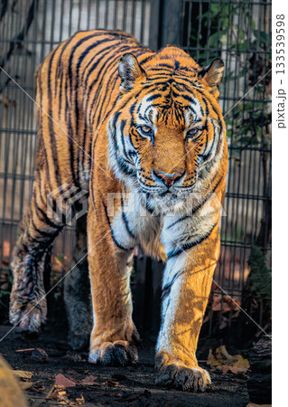 美しい縞模様のアムールトラ|旭山動物園にて撮影 美しい縞模様のアムールトラ|旭山動物園にて撮影 133539598