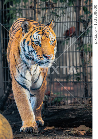 迫力のアムールトラ|旭山動物園の力強い視線 迫力のアムールトラ|旭山動物園の力強い視線 133539600