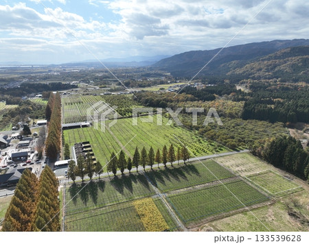 滋賀県 メタセコイヤ並木の紅葉 ドローン空撮 133539628