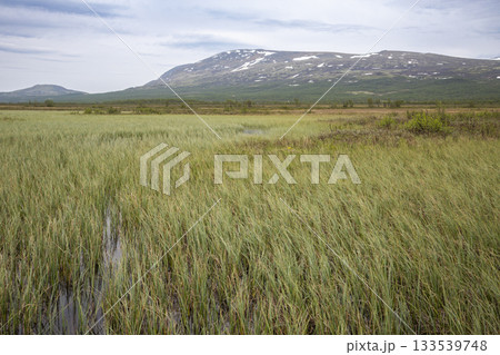 Fokstumyra Nature Reserve in Dovrefjell Mountains features expansive wetlands and diverse plant life during a calm summer day Fokstumyra Nature Reserve in Dovrefjell Mountains features expansive wetlands and diverse plant life during a calm summer day 133539748