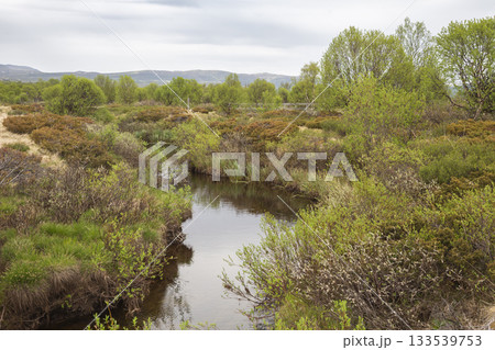 Explore the diverse landscapes of Fokstumyra Nature Reserve in Dovrefjell, Norway during a tranquil spring day Explore the diverse landscapes of Fokstumyra Nature Reserve in Dovrefjell, Norway during a tranquil spring day 133539753