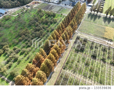 滋賀県 メタセコイヤ並木の紅葉 ドローン空撮 滋賀県 メタセコイヤ並木の紅葉 ドローン空撮 133539836