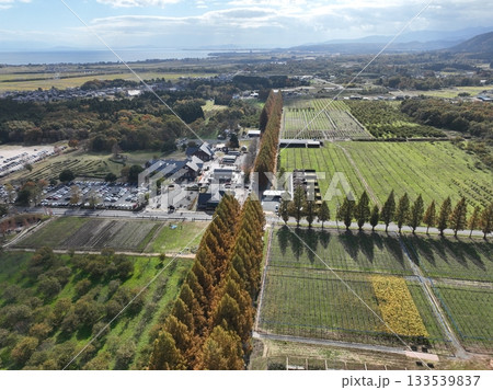 滋賀県 メタセコイヤ並木の紅葉 ドローン空撮 滋賀県 メタセコイヤ並木の紅葉 ドローン空撮 133539837