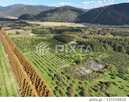 滋賀県 メタセコイヤ並木の紅葉 ドローン空撮 滋賀県 メタセコイヤ並木の紅葉 ドローン空撮 133539838