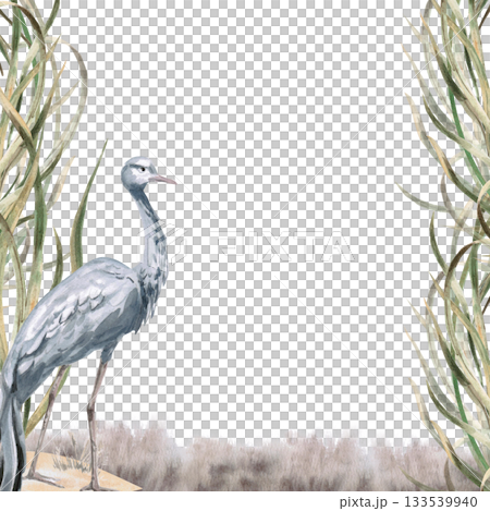 A square frame with a gray crane against a grassy background. Isolated watercolor illustration for environmental projects, ecopark tickets, packaging, and interior design. A square frame with a gray crane against a grassy background. Isolated watercolor illustration for environmental projects, ecopark tickets, packaging, and interior design. 133539940
