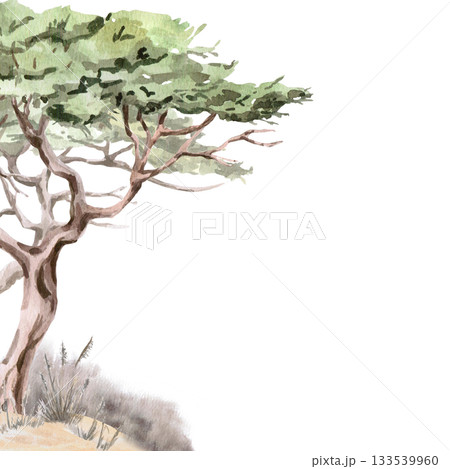 A square frame with a twisted acacia tree. Isolated watercolor illustration for environmental projects, ecopark tickets, packaging, and interior design. A square frame with a twisted acacia tree. Isolated watercolor illustration for environmental projects, ecopark tickets, packaging, and interior design. 133539960