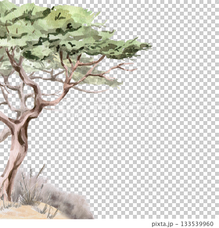 A square frame with a twisted acacia tree. Isolated watercolor illustration for environmental projects, ecopark tickets, packaging, and interior design. A square frame with a twisted acacia tree. Isolated watercolor illustration for environmental projects, ecopark tickets, packaging, and interior design. 133539960