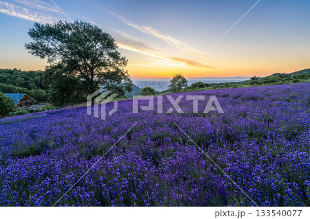 北海道　ラベンダー　札幌　朝日　紫　夏　日の出 133540077