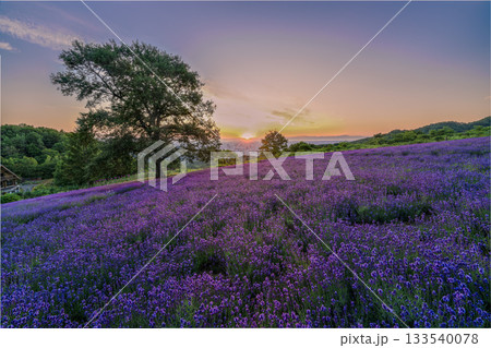 北海道 ラベンダー 札幌 朝日 紫 夏 日の出 北海道 ラベンダー 札幌 朝日 紫 夏 日の出 133540078