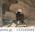 The portrait of Stellers bald eagle in captivity. Haliaeetus leucocephalus brown bird of prey found in North America has white head and tail and large hooked yellow beak 133540088