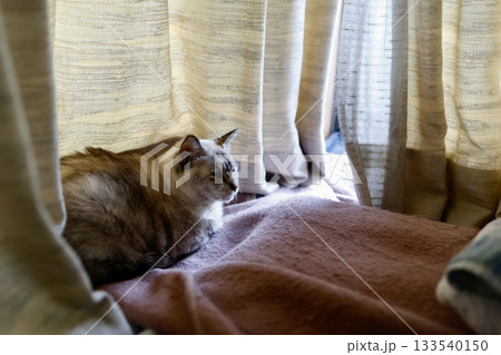 室内カーテンの前でくつろぐ飼い猫の癒し風景。（飼い主の撮影許可あり） 133540150