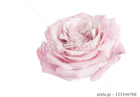 Soft pink rose with textures, Closeup of blush rose with gentle lighting and fine details, Macro shot capturing soft pastel pink petals against luminous white studio setting Soft pink rose with textures, Closeup of blush rose with gentle lighting and fine details, Macro shot capturing soft pastel pink petals against luminous white studio setting 133540766