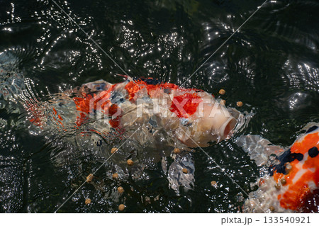 池で優雅に泳ぐ錦鯉 133540921