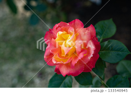 初夏に優雅に咲く、バラの花 初夏に優雅に咲く、バラの花 133540945