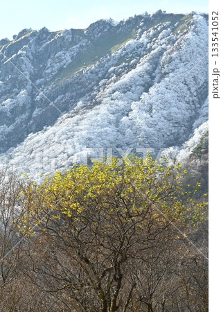 瓶ヶ森霧氷5(タテ)(高知県吾川郡いの町) 瓶ヶ森霧氷5(タテ)(高知県吾川郡いの町) 133541052
