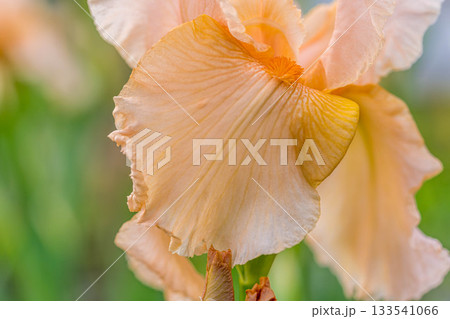 春の彩り～ジャーマンアイリス～ 133541066