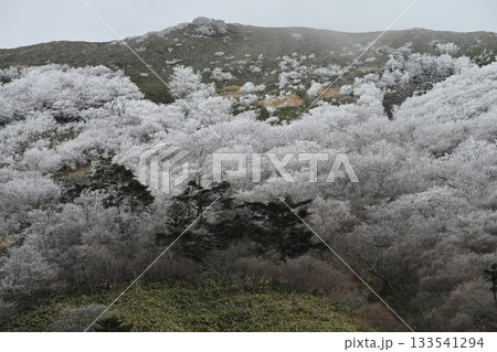 伊予富士霧氷2(高知県吾川郡いの町) 伊予富士霧氷2(高知県吾川郡いの町) 133541294