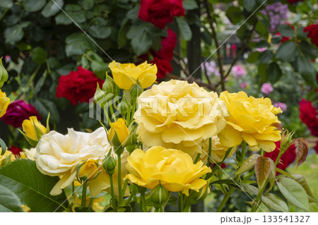 黄色いバラ 133541327