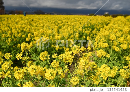 一月、滋賀県守山市、第1なぎさ公園の菜の花畑 133541428