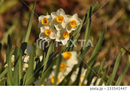 1月、満開の水仙の接写 133541447