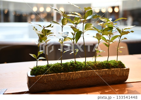 テーブルに飾られた鉢植えの観葉植物 133541448