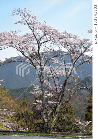 談山神社 多武峰駐車場の桜 談山神社 多武峰駐車場の桜 133541503