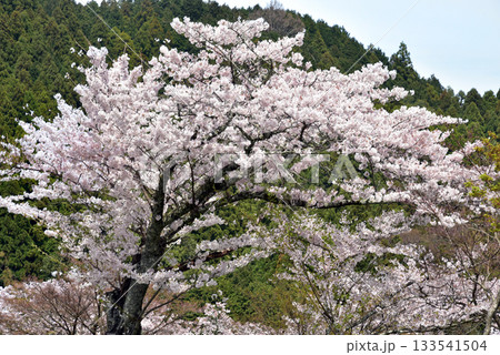 談山神社 多武峰駐車場の桜 談山神社 多武峰駐車場の桜 133541504