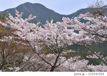 談山神社 多武峰駐車場の桜 談山神社 多武峰駐車場の桜 133541505