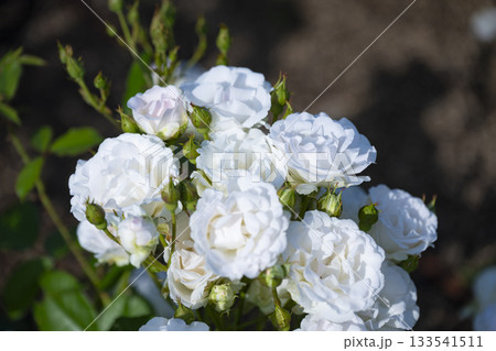 白薔薇 白薔薇 133541511