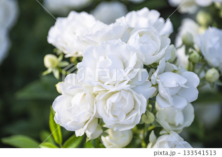 白薔薇 133541513