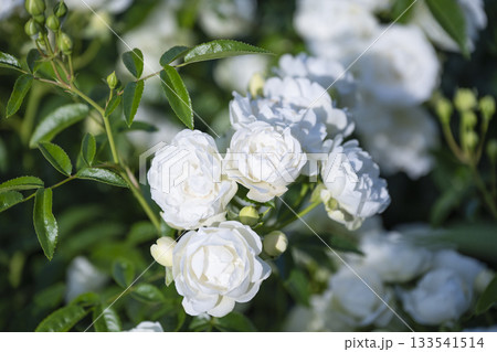 白薔薇 133541514