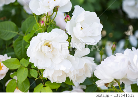 白薔薇 133541515