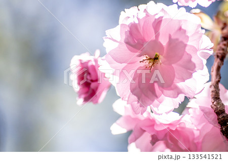 美しい八重咲きの桜 美しい八重咲きの桜 133541521