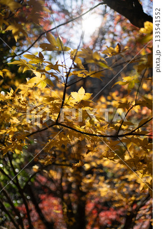 金色に輝く紅葉 133541552