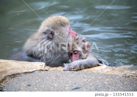 長野県　地獄谷野猿公苑の猿（スノーモンキー） 133541553