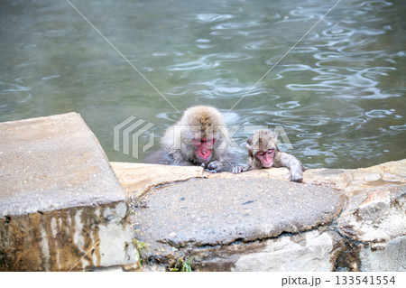 長野県 地獄谷野猿公苑の猿(スノーモンキー) 長野県 地獄谷野猿公苑の猿(スノーモンキー) 133541554
