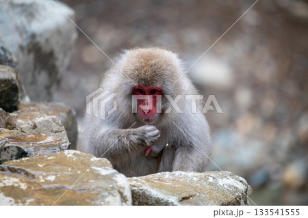 長野県　地獄谷野猿公苑の猿（スノーモンキー） 133541555