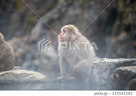 長野県 地獄谷野猿公苑の猿(スノーモンキー) 長野県 地獄谷野猿公苑の猿(スノーモンキー) 133541565