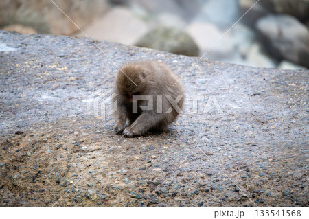 長野県 地獄谷野猿公苑の猿(スノーモンキー) 長野県 地獄谷野猿公苑の猿(スノーモンキー) 133541568